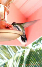 Hummingbird feeding on our front porch