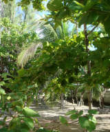 The Rocks Cay - Grounds
