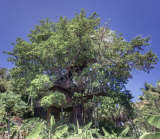 Utila's only treehouse!