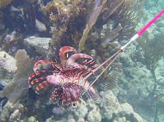 Lionfish being speared