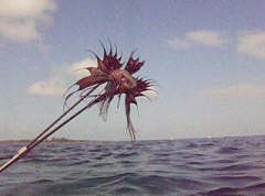 Lionfish being speared