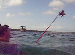 Lionfish being speared