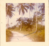 Utila Point Road 1960's - Click to enlarge