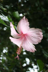Hibiscus Flower