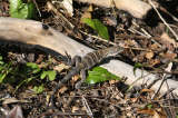 Iguana