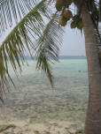 Tropical Island Palm - Click to enlarge