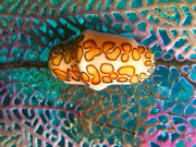 Flamingo Tongue