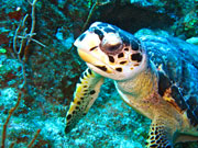 Hawksbill Turtle