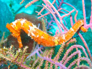 Lined Seahorse