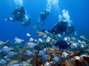 School of Blue Tangs