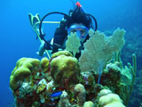 Scuba Diving - Sea Fan