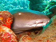 Nurse Shark