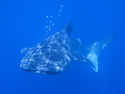 Whale Shark