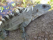 Ctenosaura bakeri - Utila Swamper Iguana