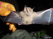Utila 'tent making' bat