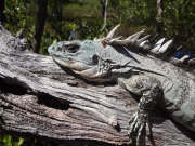 Ctenosaura bakeri - Utila Swamper Iguana
