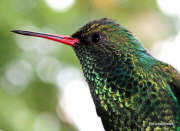 Utila Humming Bird