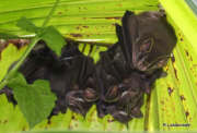 Bats roosting in a coconut leaf