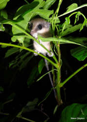 Marmosa mexicana - A banana possum