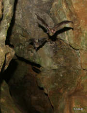 Bats leaving the Bat Cave