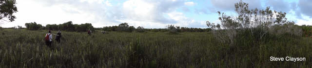 Utila Savannah