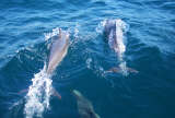 Dolphons racing the boat