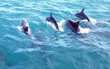 Dolphins in Utila's East Harbor
