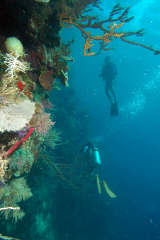 Scuba Diving - Coral Wall - Utila