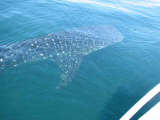 Whale Shark off Black Hills Utila