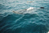 Whale Shark Pumpkin Hill Utila