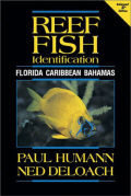 Reef Fish Identification by Paul Humann - Click to enlarge